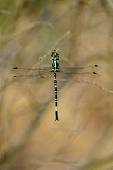 Parasynthemis regina