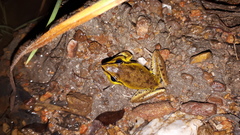 Litoria spaldingi