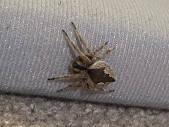 Socca pustulosa