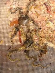 Ophiocoma scolopendrina