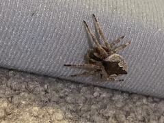 Socca pustulosa
