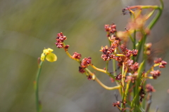 Glischrocaryon behrii