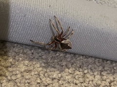 Socca pustulosa
