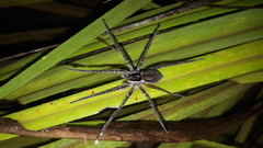 Dolomedes facetus