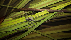Dolomedes facetus