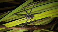 Dolomedes facetus