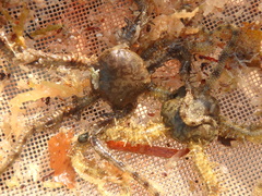 Ophiocoma scolopendrina