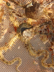 Ophiocoma scolopendrina