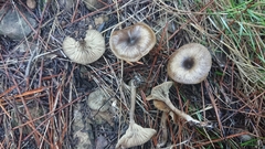 Tephroderma fuscopallens