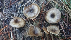 Tephroderma fuscopallens
