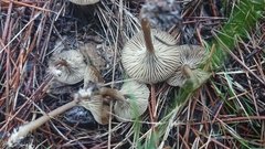 Tephroderma fuscopallens