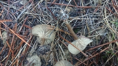 Tephroderma fuscopallens