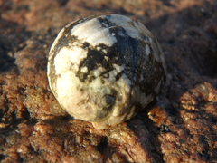 Nerita albicilla
