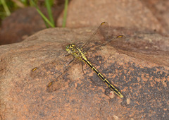 Austrogomphus guerini