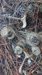 Tephroderma fuscopallens