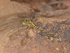 Austrogomphus guerini