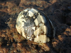 Nerita albicilla