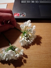 Allium neapolitanum