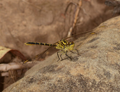Austrogomphus guerini