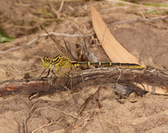 Austrogomphus guerini