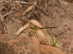 Austrogomphus guerini