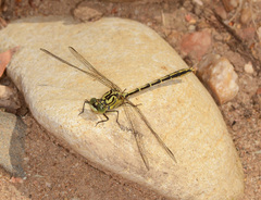 Austrogomphus guerini