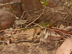 Austrogomphus guerini