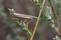 Catoptria fulgidella