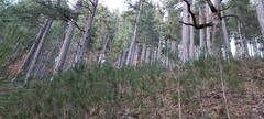 Pinus nigra laricio