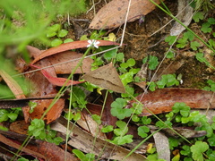 Epidesmia hypenaria