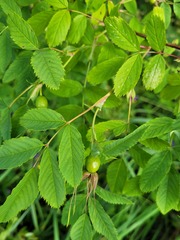 Rosa glabrifolia