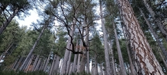 Pinus nigra laricio