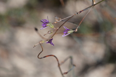 Thysanotus patersonii
