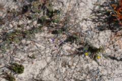 Thysanotus patersonii