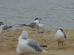Sterna hirundo