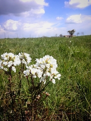Cardamine pratensis matthioli