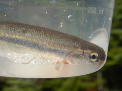 Couesius plumbeus