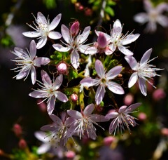 Calytrix involucrata