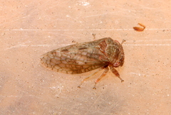 Coloborrhis corticina