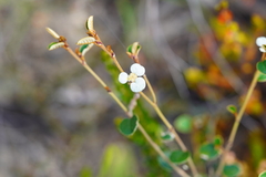 Spyridium thymifolium