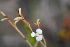 Spyridium thymifolium