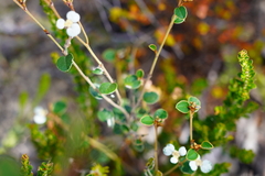 Spyridium thymifolium