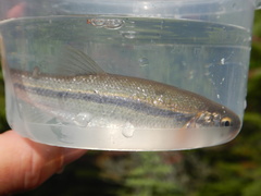 Couesius plumbeus