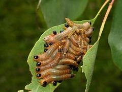 Perga affinis