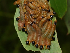 Perga affinis