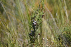 Allocasuarina muelleriana