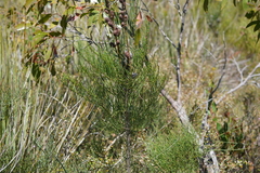 Allocasuarina muelleriana