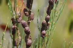 Allocasuarina muelleriana