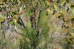 Allocasuarina muelleriana