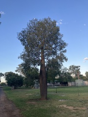 Brachychiton rupestris